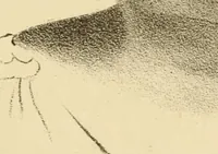 Picture 19 of 79 from Phrenology in connection with the study of physiognomy : to which is prefixed a biography of the author by Nahum Capen (1836), leaf 386