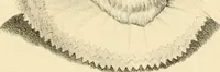 Picture 22 of 79 from Phrenology in connection with the study of physiognomy : to which is prefixed a biography of the author by Nahum Capen (1836), leaf 388