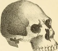 Picture 33 of 79 from Phrenology in connection with the study of physiognomy : to which is prefixed a biography of the author by Nahum Capen (1836), leaf 398