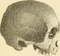 Picture 34 of 79 from Phrenology in connection with the study of physiognomy : to which is prefixed a biography of the author by Nahum Capen (1836), leaf 398