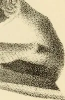 Picture 42 of 79 from Phrenology in connection with the study of physiognomy : to which is prefixed a biography of the author by Nahum Capen (1836), leaf 406