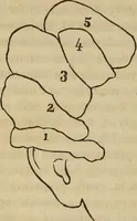 An illustration from Phreno-geology: the progressive creation of man, indicated by natural history, and confirmed by discoveries which connect the organization and functions of the brain with the successive geological periods (1851)