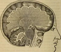 An illustration from Phreno-geology: the progressive creation of man, indicated by natural history, and confirmed by discoveries which connect the organization and functions of the brain with the successive geological periods (1851)