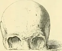 An illustration from Phrenological development of Robert Burns, from a cast of his skull moulded at Dumfries, the 31st day of March, 1834 (1859)