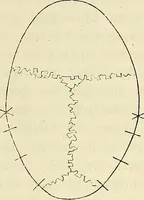 Picture 7 of 80 from Phrenologische Bilder : zur Naturlehre des menschlichen Geistes und deren Anwendung Wissenschaft und Leben (1855), leaf 194
