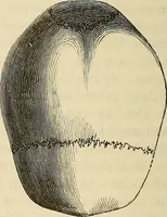 Picture 10 of 80 from Phrenologische Bilder : zur Naturlehre des menschlichen Geistes und deren Anwendung Wissenschaft und Leben (1855), leaf 241