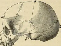 Picture 11 of 80 from Phrenologische Bilder : zur Naturlehre des menschlichen Geistes und deren Anwendung Wissenschaft und Leben (1855), leaf 241