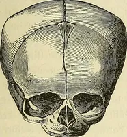 Picture 12 of 80 from Phrenologische Bilder : zur Naturlehre des menschlichen Geistes und deren Anwendung Wissenschaft und Leben (1855), leaf 336