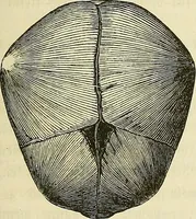 Picture 14 of 80 from Phrenologische Bilder : zur Naturlehre des menschlichen Geistes und deren Anwendung Wissenschaft und Leben (1855), leaf 336