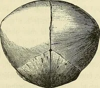 Picture 15 of 80 from Phrenologische Bilder : zur Naturlehre des menschlichen Geistes und deren Anwendung Wissenschaft und Leben (1855), leaf 336