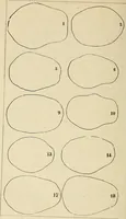 Picture 74 of 80 from Phrenologische Bilder : zur Naturlehre des menschlichen Geistes und deren Anwendung Wissenschaft und Leben (1855), leaf 419