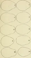 Picture 75 of 80 from Phrenologische Bilder : zur Naturlehre des menschlichen Geistes und deren Anwendung Wissenschaft und Leben (1855), leaf 420