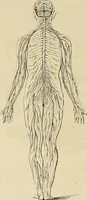 An illustration from Phrenologische Bilder : zur Naturlehre des menschlichen Geistes und deren Anwendung Wissenschaft und Leben (1855)