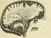 Picture 80 of 80 from Phrenologische Bilder : zur Naturlehre des menschlichen Geistes und deren Anwendung Wissenschaft und Leben (1855), leaf 510