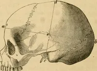An illustration from Phrenologische Bilder : zur Naturlehre des menschlichen Geistes und deren Anwendung Wissenschaft und Leben (1855)
