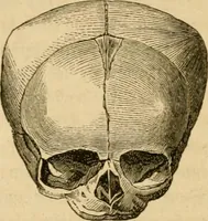 An illustration from Phrenologische Bilder : zur Naturlehre des menschlichen Geistes und deren Anwendung Wissenschaft und Leben (1855)