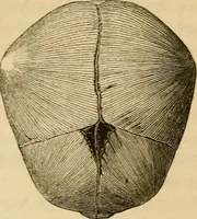 An illustration from Phrenologische Bilder : zur Naturlehre des menschlichen Geistes und deren Anwendung Wissenschaft und Leben (1855)
