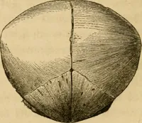 Picture 24 of 60 from Phrenologische Bilder : zur Naturlehre des menschlichen Geistes und deren Anwendung Wissenschaft und Leben (1855), leaf 335