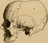 An illustration from Phrenologische Bilder : zur Naturlehre des menschlichen Geistes und deren Anwendung Wissenschaft und Leben (1855)