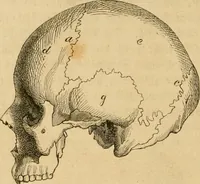 An illustration from Phrenologische Bilder : zur Naturlehre des menschlichen Geistes und deren Anwendung Wissenschaft und Leben (1855)