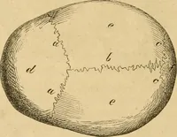 Picture 28 of 60 from Phrenologische Bilder : zur Naturlehre des menschlichen Geistes und deren Anwendung Wissenschaft und Leben (1855), leaf 341