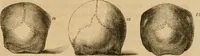 Picture 30 of 60 from Phrenologische Bilder : zur Naturlehre des menschlichen Geistes und deren Anwendung Wissenschaft und Leben (1855), leaf 348
