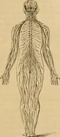 Picture 4 of 60 from Phrenologische Bilder : zur Naturlehre des menschlichen Geistes und deren Anwendung Wissenschaft und Leben (1855), leaf 54