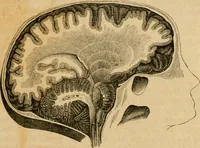 Picture 5 of 60 from Phrenologische Bilder : zur Naturlehre des menschlichen Geistes und deren Anwendung Wissenschaft und Leben (1855), leaf 58