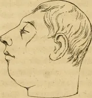 An illustration from Phrenologische Bilder : zur Naturlehre des menschlichen Geistes und deren Anwendung Wissenschaft und Leben (1855)