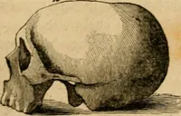 An illustration from Phrenologische Bilder : zur Naturlehre des menschlichen Geistes und deren Anwendung Wissenschaft und Leben (1855)