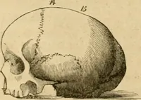 An illustration from Phrenologische Bilder : zur Naturlehre des menschlichen Geistes und deren Anwendung Wissenschaft und Leben (1855)