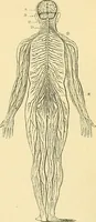 An illustration from Phrenology applied to painting and sculpture (1855)