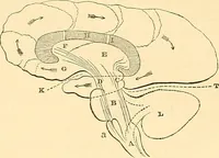 An illustration from Phrenology applied to painting and sculpture (1855)