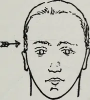 An illustration from Phrenology; how to tell your own and your friend's character from the shape of the head (1910)