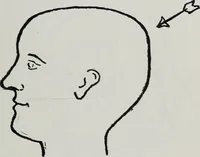 An illustration from Phrenology; how to tell your own and your friend's character from the shape of the head (1910)