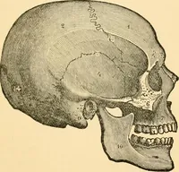 An illustration from Phrenology, and how to use it in analyzing character (1871)