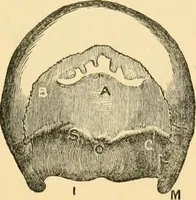 An illustration from Phrenology, and how to use it in analyzing character (1871)