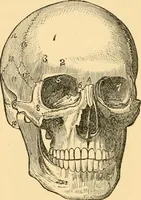 An illustration from Phrenology, and how to use it in analyzing character (1871)