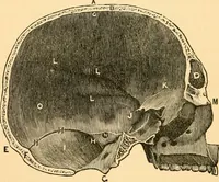 An illustration from Phrenology, and how to use it in analyzing character (1871)