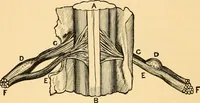 Picture 18 of 74 from Phrenology, and how to use it in analyzing character (1871), leaf 145