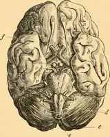 An illustration from Phrenology, and how to use it in analyzing character (1871)