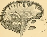 An illustration from Phrenology, and how to use it in analyzing character (1871)