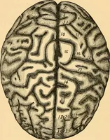 An illustration from Phrenology, and how to use it in analyzing character (1871)