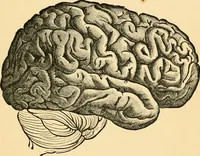 Picture 22 of 74 from Phrenology, and how to use it in analyzing character (1871), leaf 154