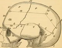 An illustration from Phrenology, and how to use it in analyzing character (1871)