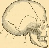 An illustration from Phrenology, and how to use it in analyzing character (1871)