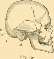 An illustration from Phrenology, and how to use it in analyzing character (1871)