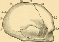 An illustration from Phrenology, and how to use it in analyzing character (1871)