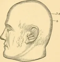 An illustration from Phrenology, and how to use it in analyzing character (1871)