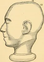 An illustration from Phrenology, and how to use it in analyzing character (1871)
